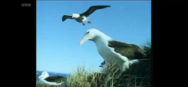 Black-browed albatross (Thalassarche melanophris) as shown in Life in the Freezer - The Ice Retreats